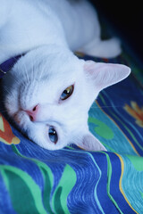 Siamese Cats is sitting on the bed