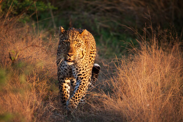 leopard on the ground
