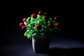 A fake vibrant cherry tree on a white pot in black copy space background. Product Photography
