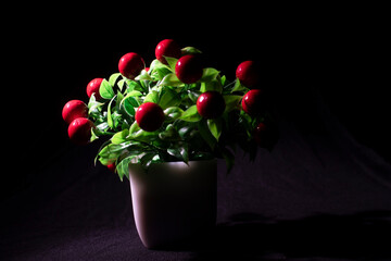 A fake vibrant cherry tree on a white pot in black copy space background. Product Photography