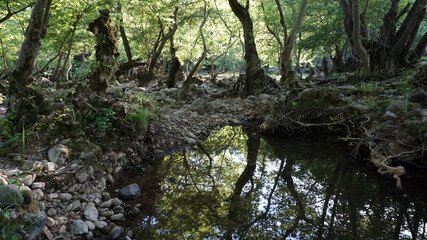 Reflection of trees in the forest, background