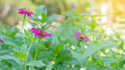Obraz premium Many bright pink zinnia flowers in the garden are beautiful and pale orange.