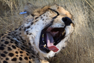 cheetah yawning