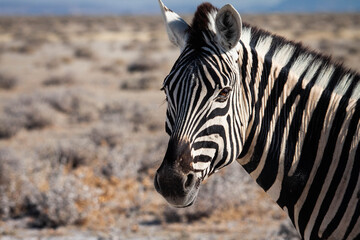 zebra in the wild