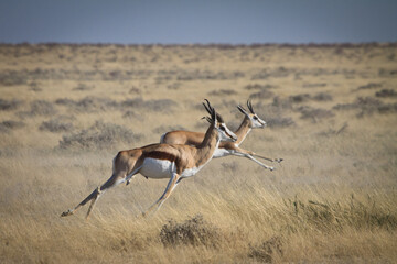 springbok antelope kalahari desert