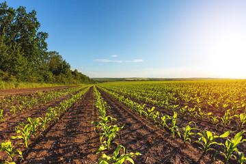 green rows of sprouted corn on a private agricultural field with trees on the horizon