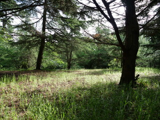 A vegetal texture from the west of France. Le Pouliguen, may 2020, Atlantic side.