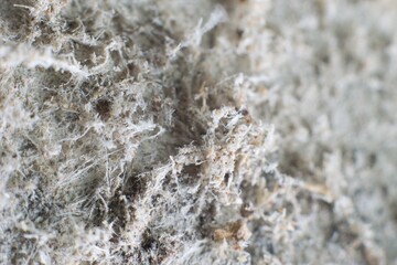 Detailed photography of constructional material with asbestos fibres. Health harmful and hazards...