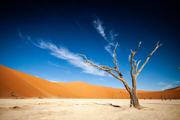 dead tree in the desert III