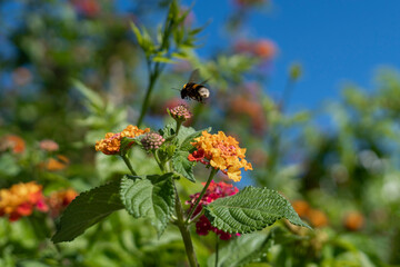 Flying bee jumping from flower to flower looking for pollen to make honey