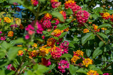 Garden flowers with tones of orange, red, pink and yellow