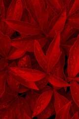 Peony foliage close-up. Deep red tinted plant background or wallpaper. Raindrops on the leaves. Floral vertical dark backdrop. Top view from above