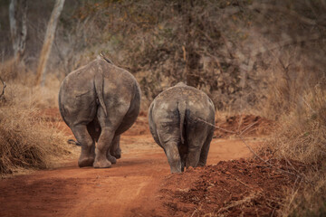 rhinos in the wild from the back
