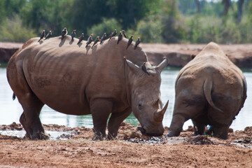 Fototapeta premium white rhino in the wild