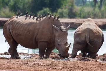 Foto op Plexiglas white rhino in the wild © ragnaroek79