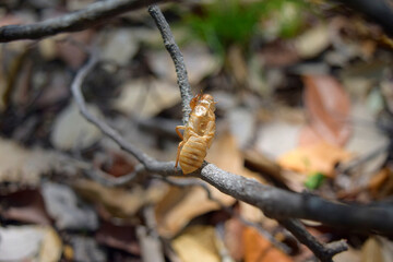 The skin of the cicada