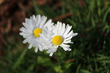 Obraz premium Tiny daisy flowers bloom in a field