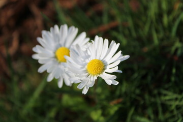 Tiny daisy flowers bloom in a field