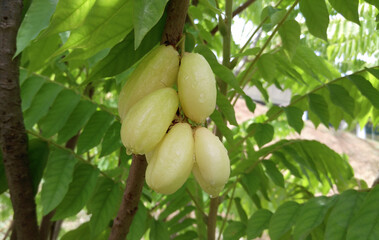 bilimbi, fruit, tree, cook, ingredient, Agriculture, Malaysia, Plantation, Market, Averrhoa, background, bright, Cook, Cucumber tree, east, environment, flora, food, fresh, fruit, garden, green, healt