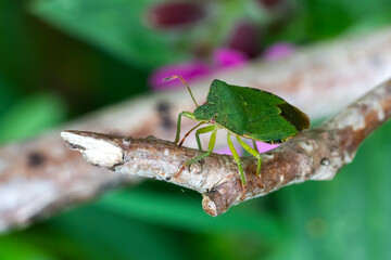 Green Shield Bug (Palomena prasina) on a branch, which are often called green stink bug