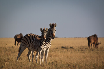 Fototapeta na wymiar zebras in the savannah