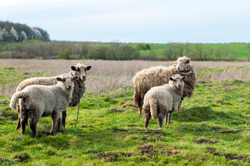Obraz premium Goats eat hay on a Sunny day behind the fence. Two white house goats with ropes around their necks