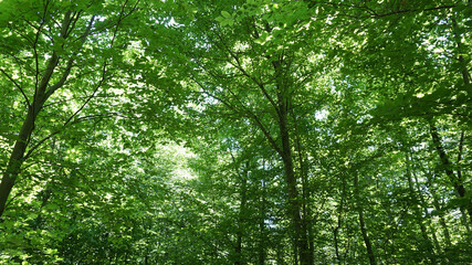 Fototapeta na wymiar Green forest background, light shining down