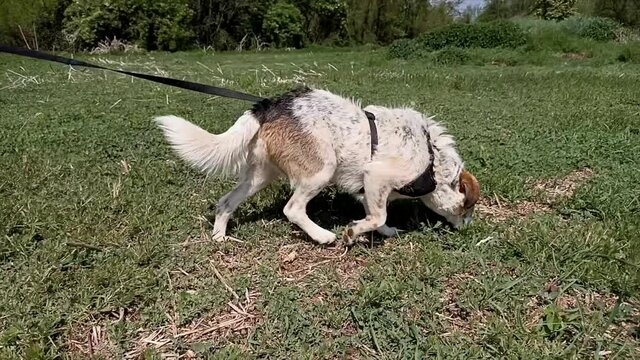 un cane annusa per terra in cerca di conigli