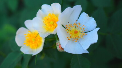 White brilant flowers in the forest.