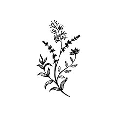 hand drawn of medicinal plants black and white