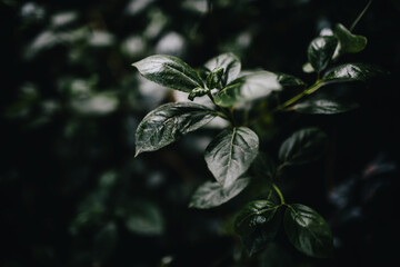 Reflection of light in the leaves of forest plants