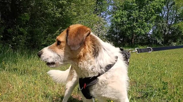 il cane &egrave; in attenzione per una possibile preda