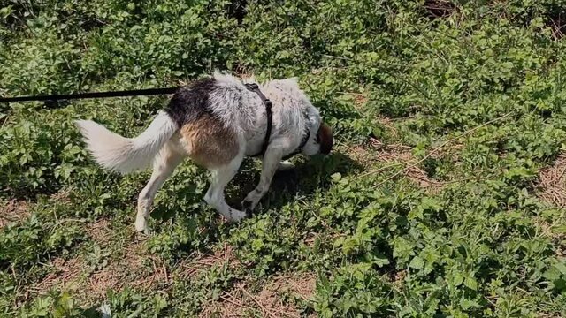 il cane da caccia fiuta e cerca la preda