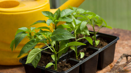 Fresh pepper sprouts in the garden with old garden tools