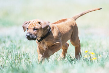 dog in the grass