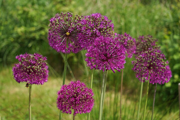 Allium flowers with bees