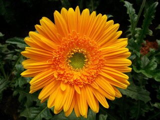 orange Gerbera flower with green center core