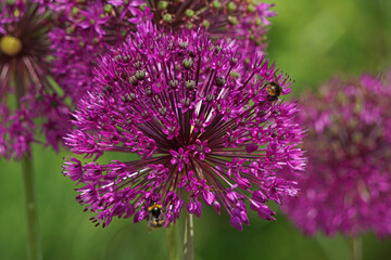 Allium flower with bees close-up
