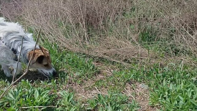 un cane fiuta la terra in cerca di cibo