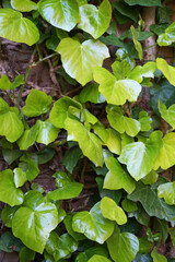 A background of bright green ivy leaves