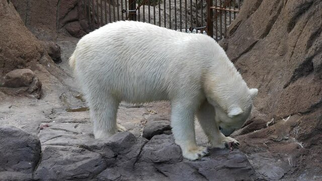 Close up of a captive Polar bear. Handheld