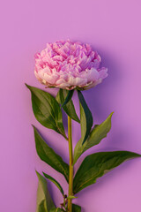 Pink peony flower on pastel purple background. Beautiful blooming botanical floral design. One rose colored Paeonia plant with green leaves and petals. Creative minimalism flat lay with natural shadow