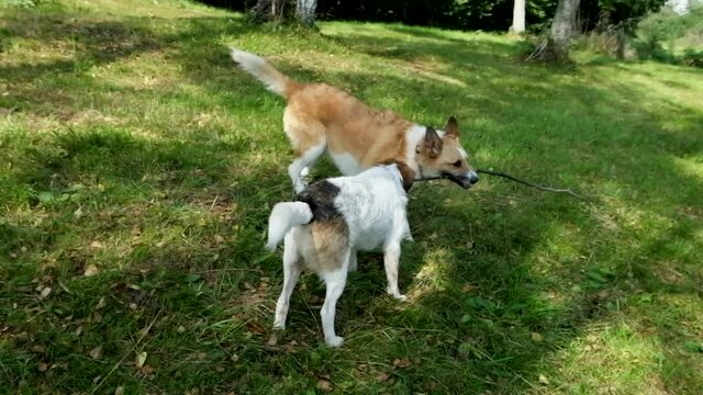i cani giocano insieme