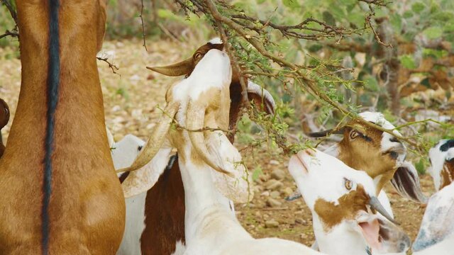Group Of Goats Reaching The Low Branches Of A Tree With Green Foliage For Eating In Bonaire.  - wide shot