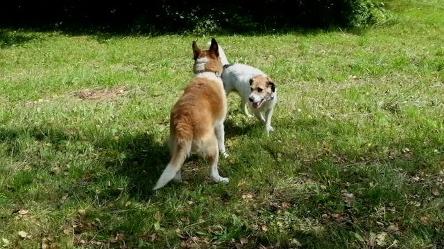 due cani giocano allegramente in montagna