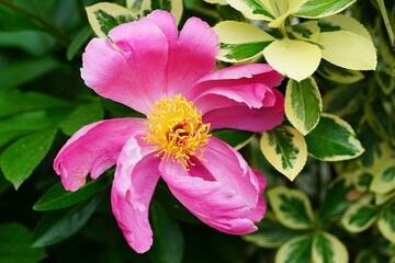 Fragrant herbaceous pink peony flower in bloom