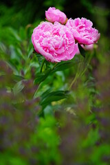 Fragrant herbaceous pink peony flower in bloom