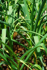 Green garlic scape growing in the garden
