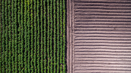 Aerial view rows of soil before planting. Baby cassava or manioc plant farm pattern in a plowed field prepared. agriculture field,bio fuels refinery plant bio ethanol by Cassava