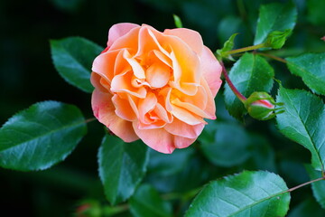 Apricot orange rose flower growing in the garden